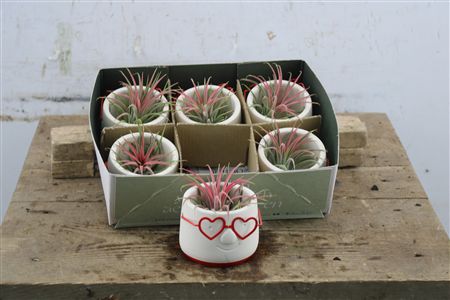 Tillandsia "Love Dude" v keramickom kvetináči s dizajnom tváre a srdcovými okuliarmi