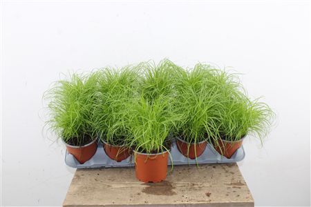 Cyperus Alternifolius Zumula v črepníku
