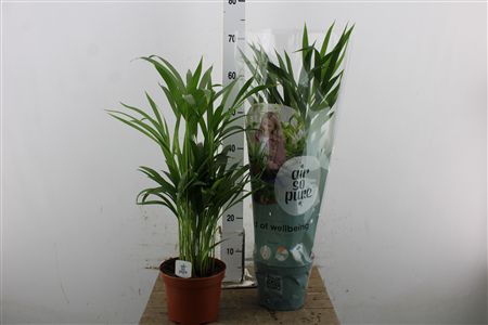Areca Palma (Dypsis Lutescens) v črepníku