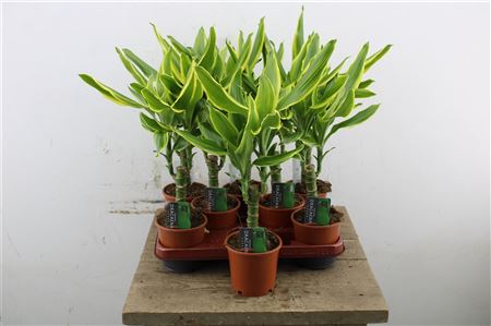 Dracaena Golden Coast v črepníku