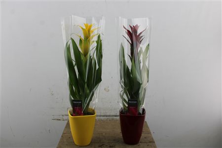 Guzmania v keramickom obale, žltá a červená