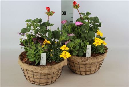 Kvetinový košík "Outdoor In Basket" so zmesou sezónnych kvetov