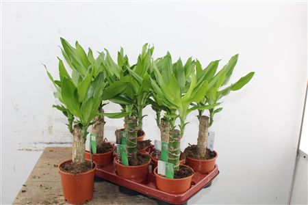 Dracaena Fragrans Steudneri v kvetináči