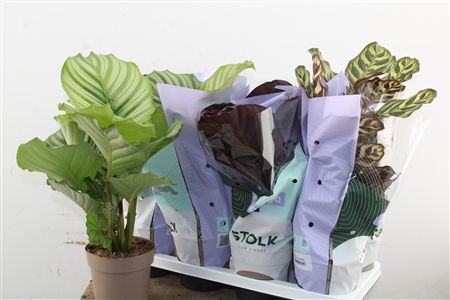 Zmes rôznych druhov Calathea v kvetináčoch