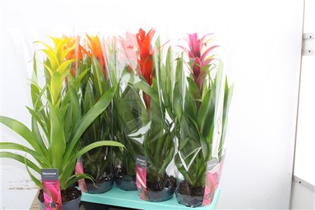 Guzmania Maxima Mix v rôznych farebných variantoch