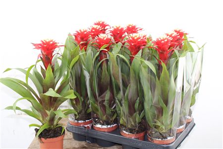 Guzmania Ruby v črepníku s výrazným červeným súkvetím a zelenými listami