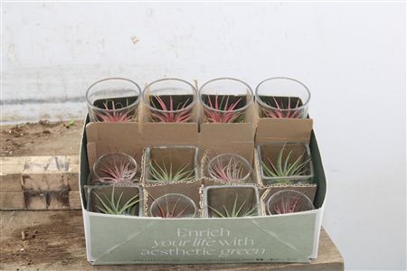 Mix rastlín Tillandsia v sklenených nádobách