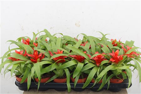 Črepová rastlina Guzmania Blitz s výraznými červenými kvetmi a zelenými listami