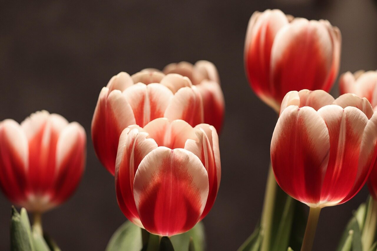 tulip flowers, tulips, half closed, bloom, to flourish, open, end of winter, nature, spring, garden, spring awakening, early bloomer, stem, awakening, bud, easter, harbinger of spring, growth, tulip plants, tulips, tulips, tulips, easter, easter, easter, easter, easter