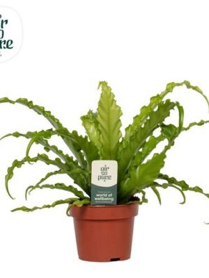 Asplenium Osaka - Papraď vtáčie hniezdo v črepníku