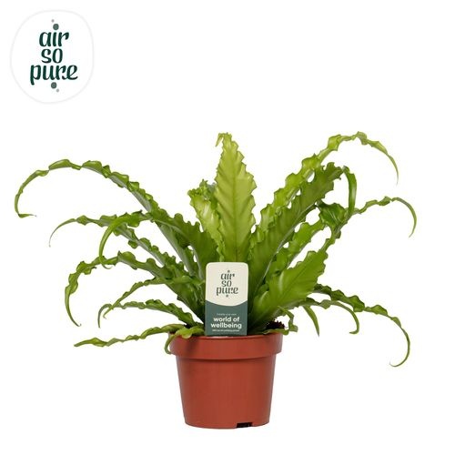 Asplenium Osaka - Papraď vtáčie hniezdo v črepníku