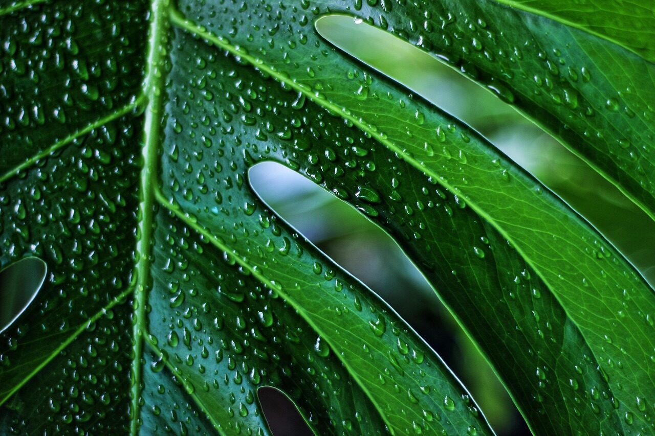 monstera, plant, leaf, green, raindrops, texture, nature, monstera, monstera, monstera, monstera, monstera, leaf, leaf, green, texture