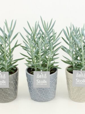 Senecio 'Mount Everest' v keramickom kvetináči