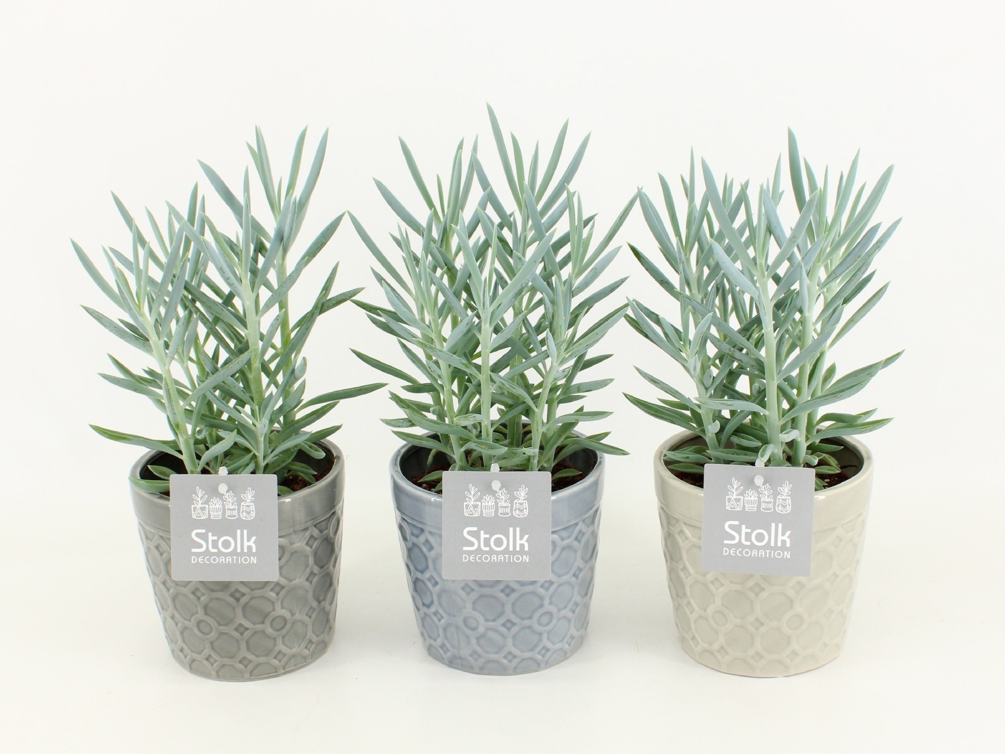 Senecio 'Mount Everest' v keramickom kvetináči