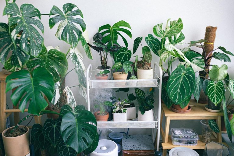 A vibrant display of various houseplants including Monstera and Philodendron in an indoor setting.