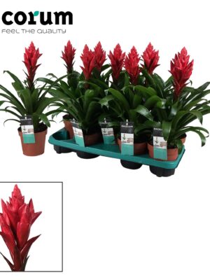 Guzmania Patricia s výrazným červeným súkvetím a tmavozelenými listami