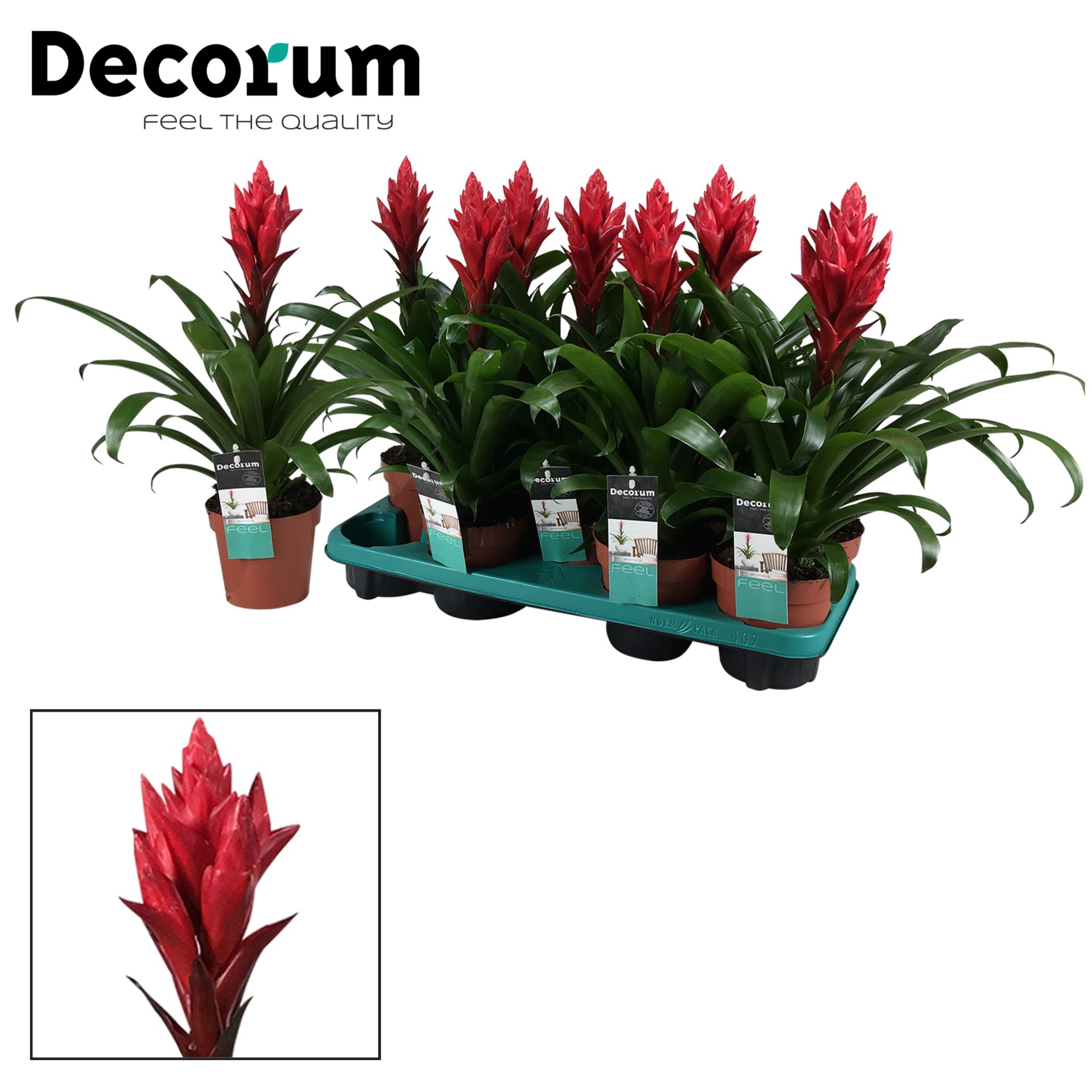 Guzmania Patricia s výrazným červeným súkvetím a tmavozelenými listami
