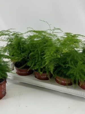 Špargľa hustokvetá (Asparagus densiflorus) 'Setaceus' v črepníku