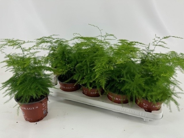 Špargľa hustokvetá (Asparagus densiflorus) 'Setaceus' v črepníku