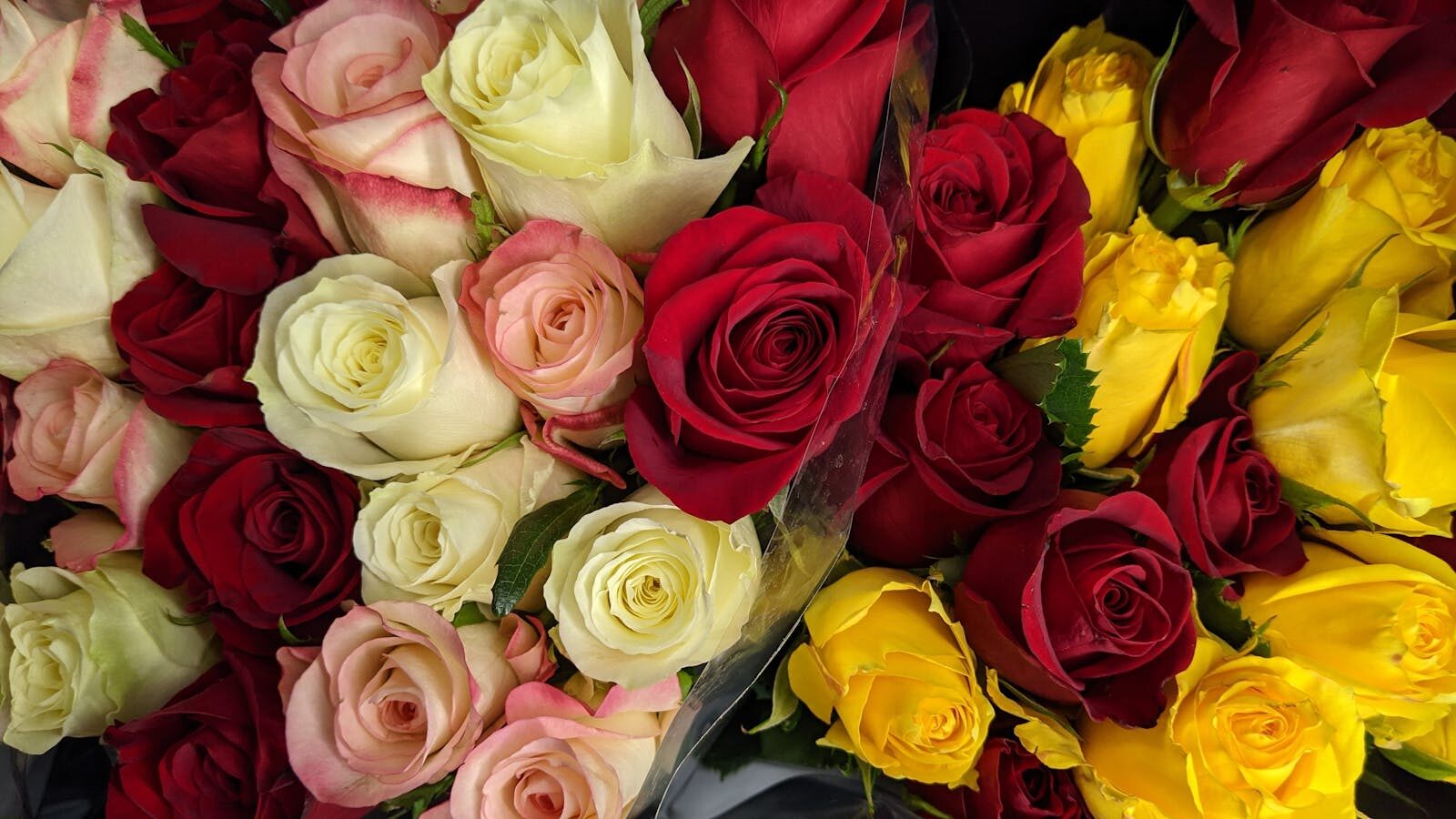 A stunning close-up of colorful rose bouquets featuring red, yellow, and white roses.