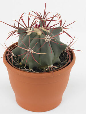 Ferocactus emoryi v hnedom kvetináči