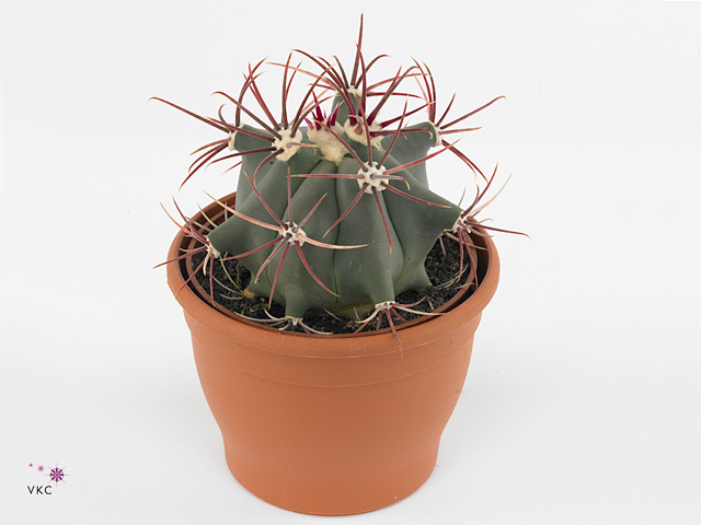 Ferocactus emoryi v hnedom kvetináči
