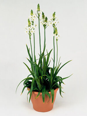 Ornithogalum thyrsoides v črepníku s bielymi kvetmi