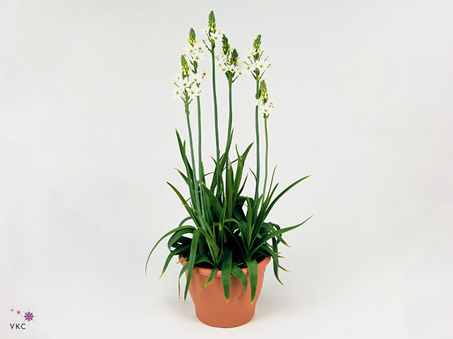 Ornithogalum thyrsoides v črepníku s bielymi kvetmi