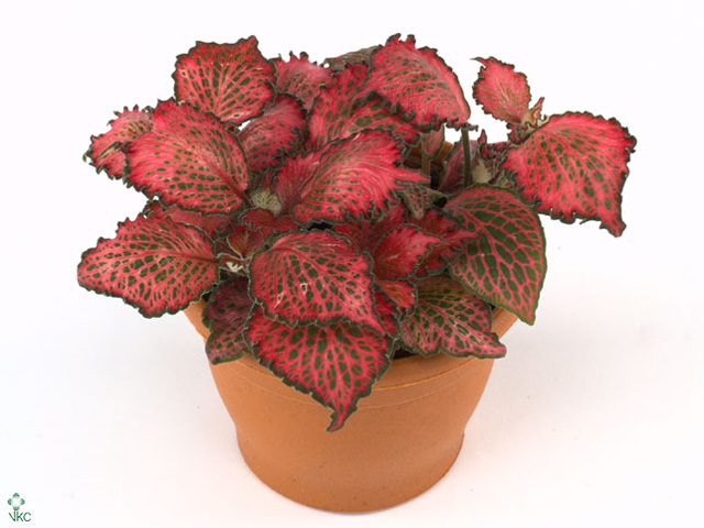 Fittonia Red Star v keramickom kvetináči