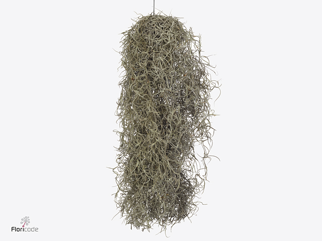 Závesná rastlina španielsky mach (Tillandsia usneoides) s dlhými striebrošedými vláknami
