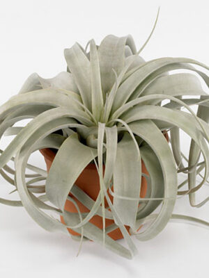 Tillandsia Xerographica v črepníku