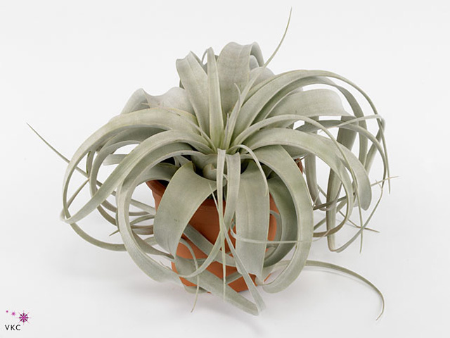 Tillandsia Xerographica v črepníku