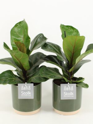 Ficus lyrata 'Julia' v zelenom keramickom kvetináči