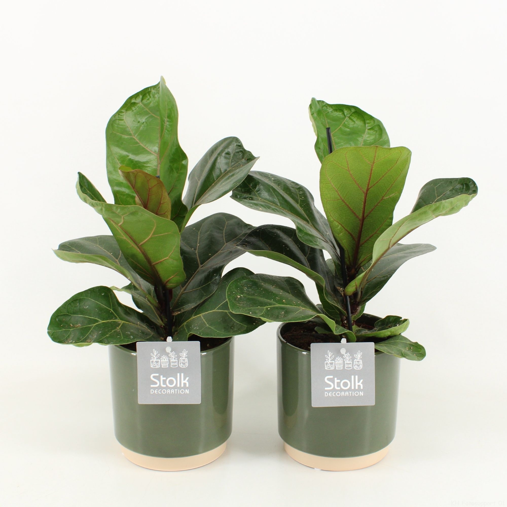 Ficus lyrata 'Julia' v zelenom keramickom kvetináči