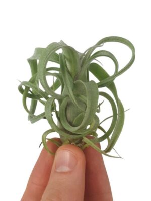 Tillandsia Curly Slim - vzdušná rastlina so skrútenými listami