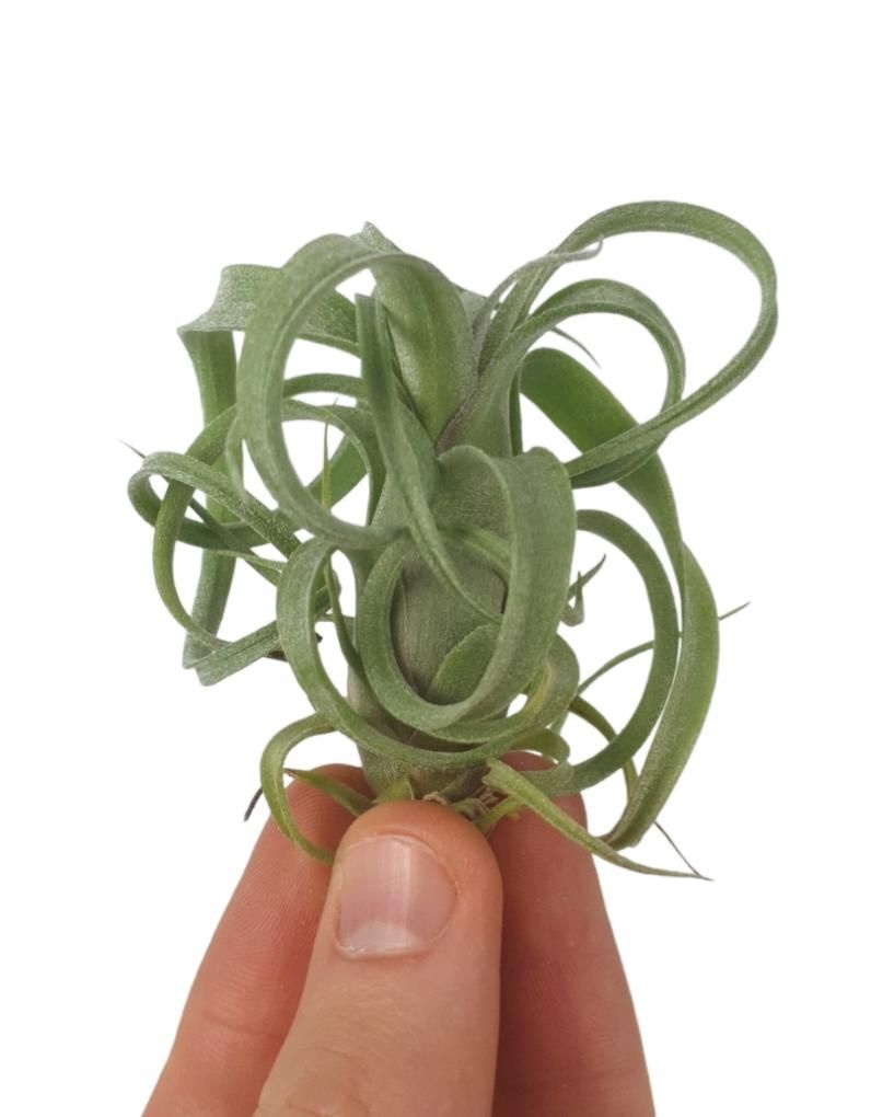 Tillandsia Curly Slim - vzdušná rastlina so skrútenými listami