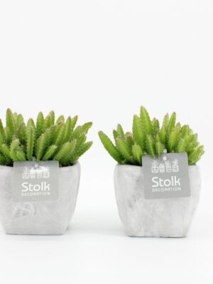 Hylocereus Undatus v kamennom kvetináči