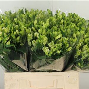 Alstroemeria Flor White Pearls