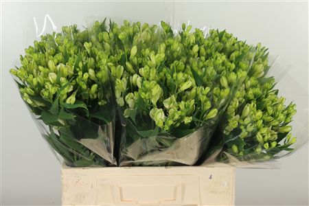 Alstroemeria Flor White Pearls