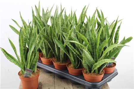 Sansevieria Greenline v črepníku