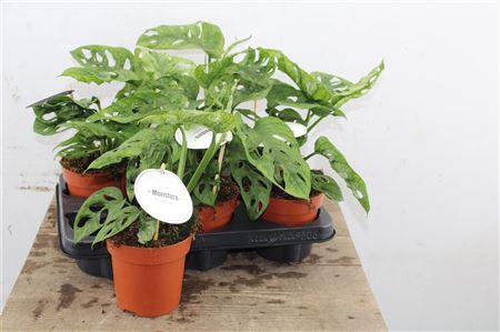 Monstera Adansonii Mint v črepníku