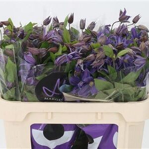 Clematis Amazing Geneva Blue