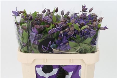 Clematis Amazing Geneva Blue