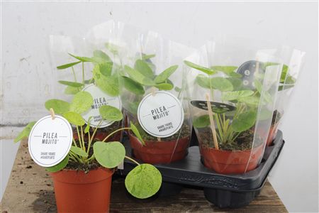 Pilea Mojito v črepníku