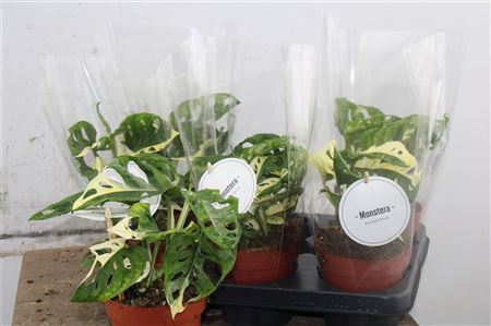Monstera Adansonii Variegata v črepníku
