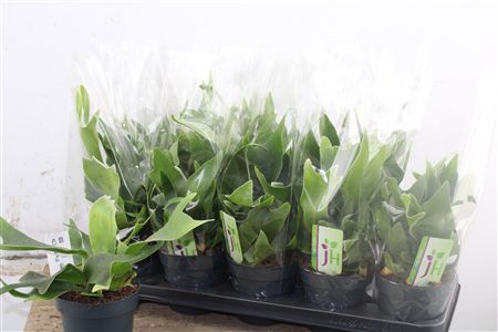 Platycerium Bifurcatum - Paroháč širokolistý v črepníku