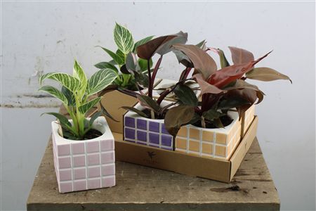 Set dvoch črepových rastlín Philodendron Pink Princess a Philodendron Birkin v keramických kvetináčoch s mozaikovým dizajnom