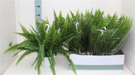 Bujná Papraď Nephrolepis 'Sonata' v bielom kvetináči
