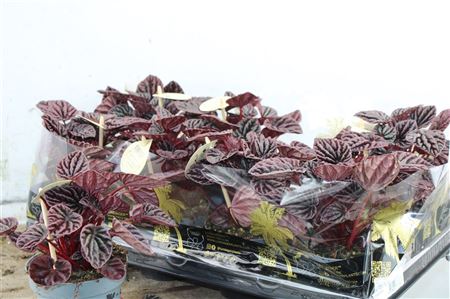 Peperomia Red Luna v kvetináči