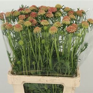 Scabiosa Cotten Candy Scoop rezaný kvet